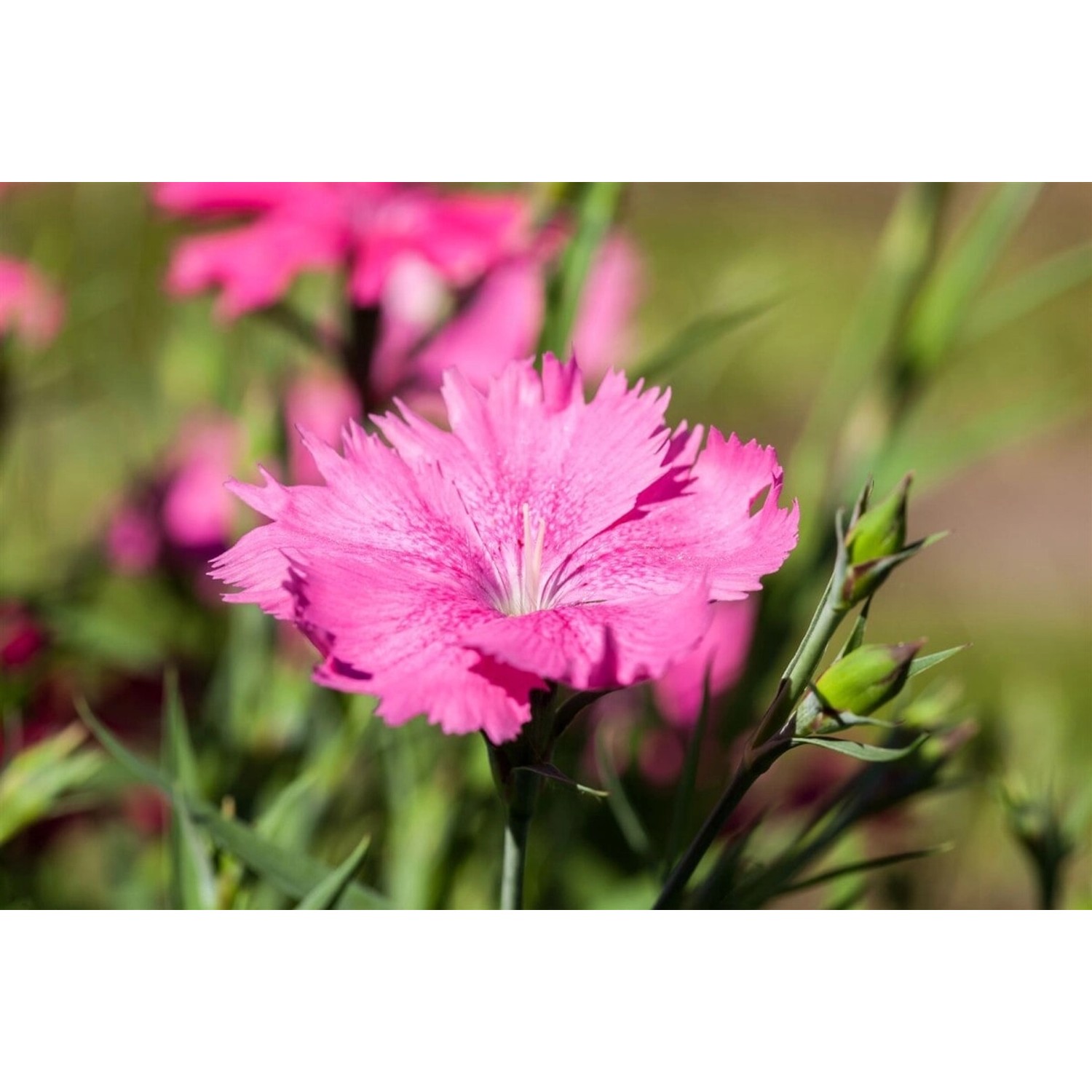 Dianthus Gratianopolitanus Grandiflorus Pfingstnelke Gen Ca 9x9 cm Topf günstig online kaufen