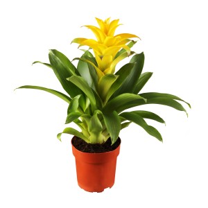 Guzmanie 'Flava' im Topf: Blühpflanze mit gelb-orangen Hochblättern für den Innenbereich.