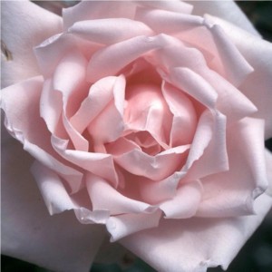 Kletterrose 'New Dawn' Rosa plantofix Langblühend