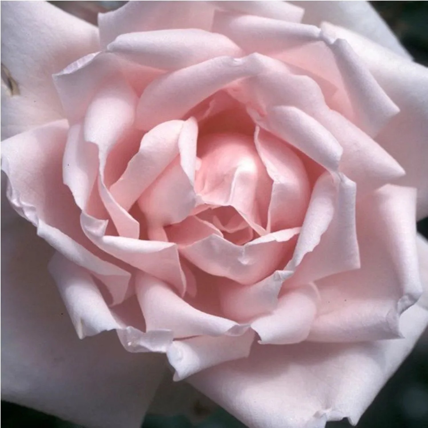 Kletterrose 'New Dawn' Rosa plantofix Langblühend