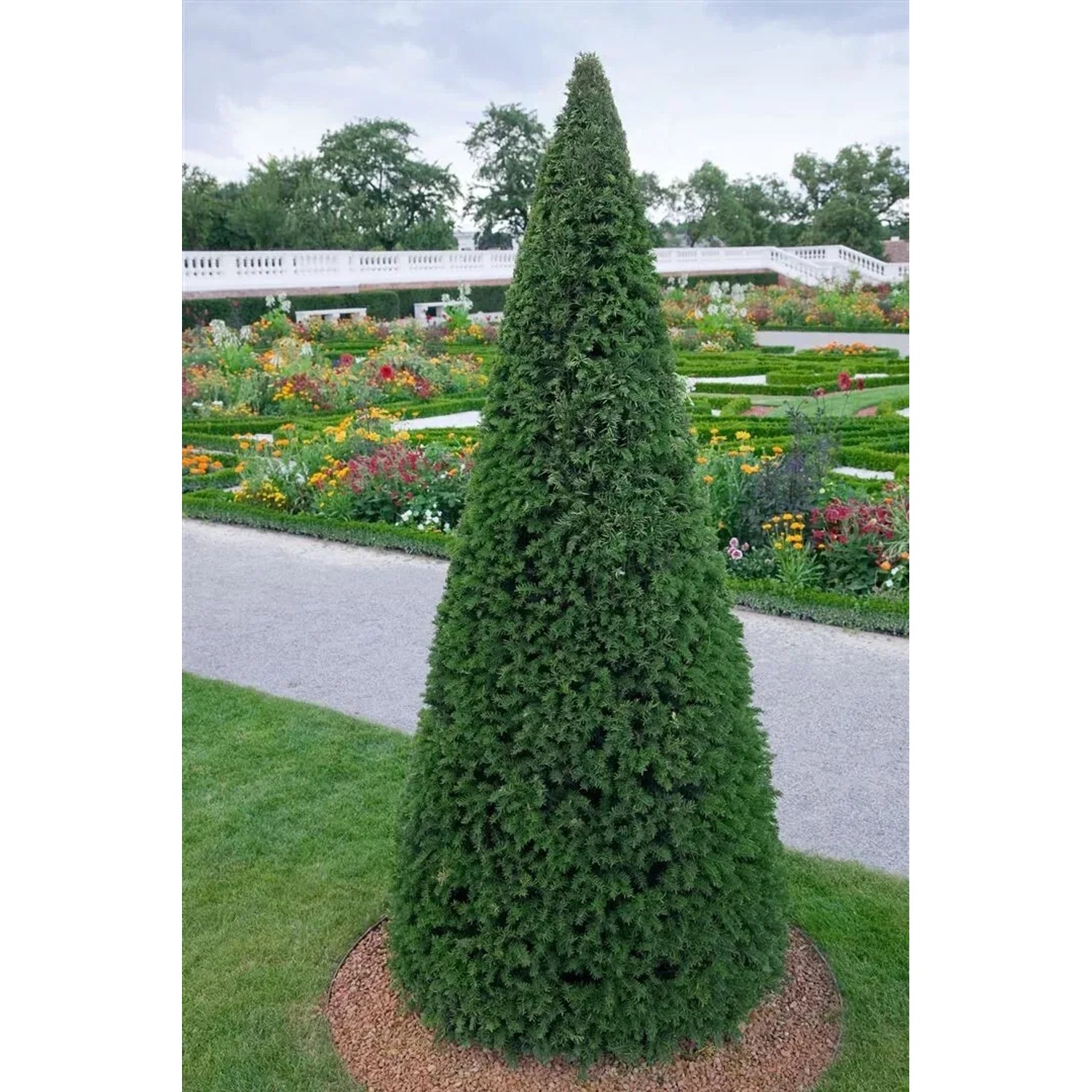 thuja paste Napiers Thuja Compound main image 1