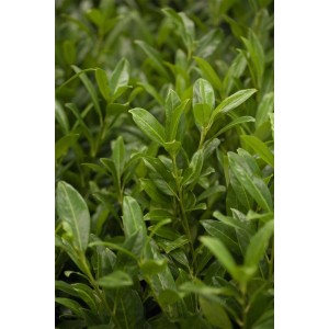 Immergrüner Kirschlorbeer 'Herbergii' (100-125 cm) als Heckenpflanze mit dichten, grünen Blättern.