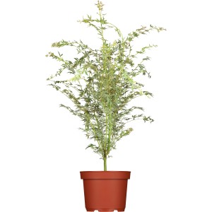 OBI Fächerahorn Butterfly im Topf, ca. 40-60 cm hoch, weiß-grünes Laub.