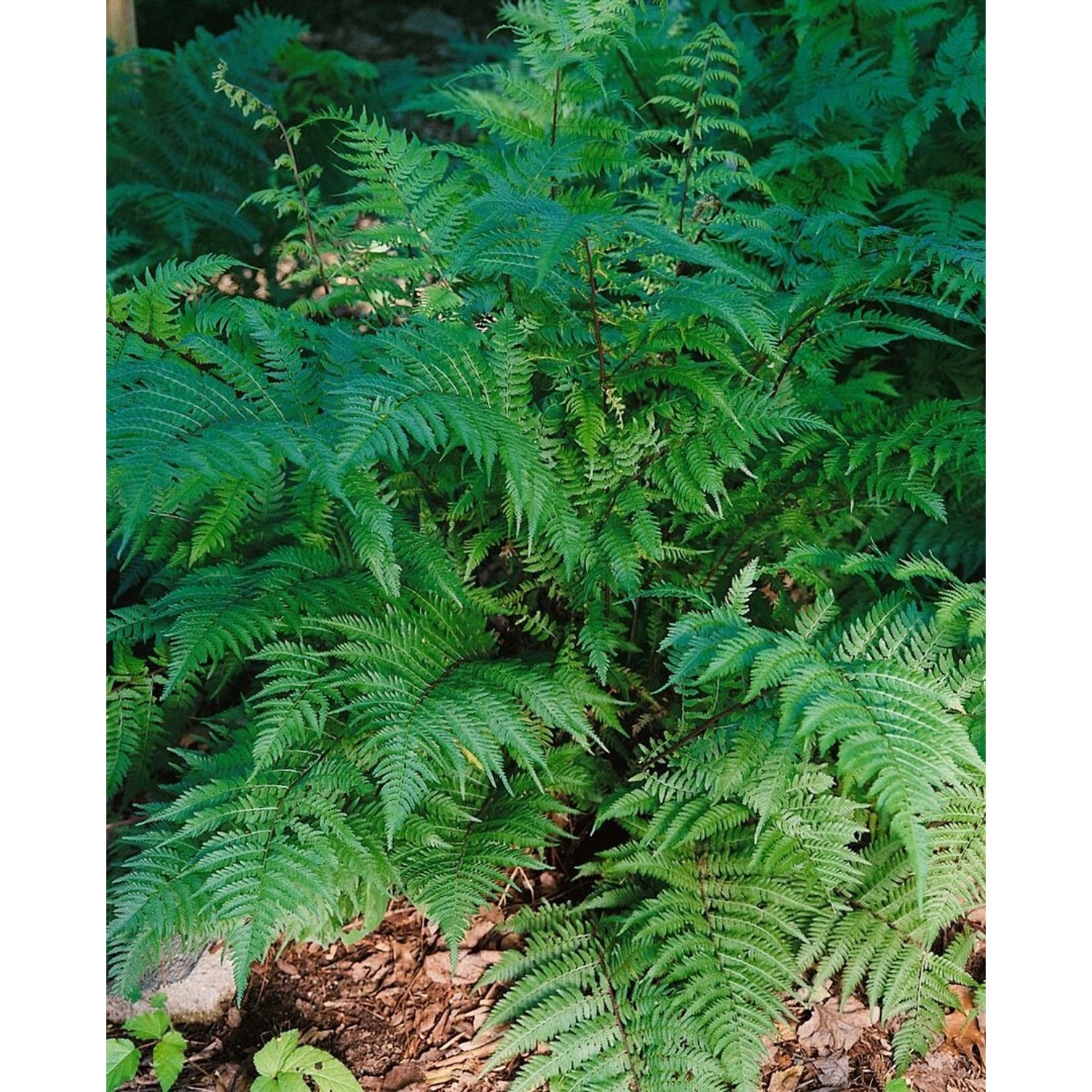 Pteridium Aquilinum Adlerfarn Ca. 9x9 cm Topf günstig online kaufen