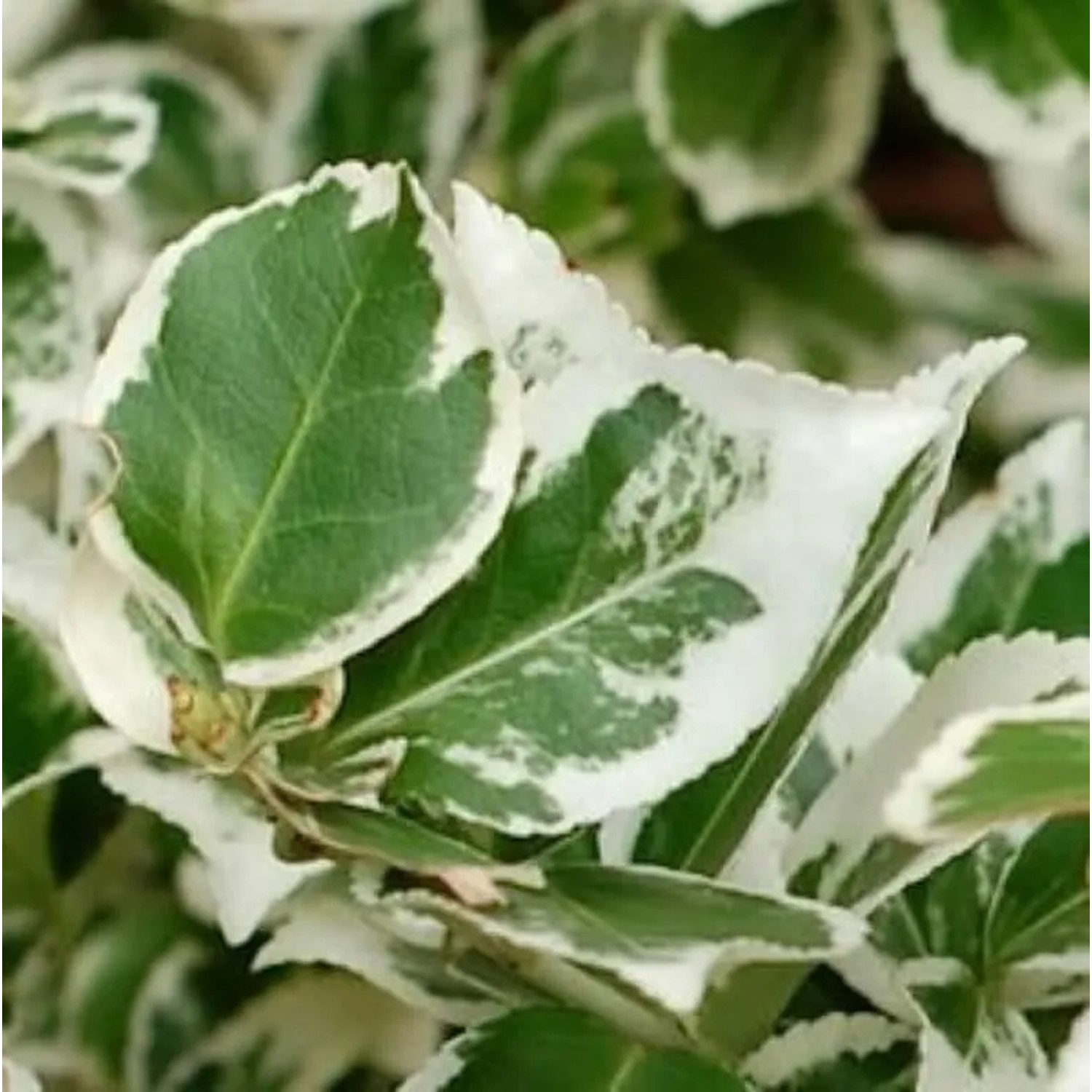 Hochstamm Japanischer Spindelstrauch Kathy 60-80cm - Euonymus japonicus