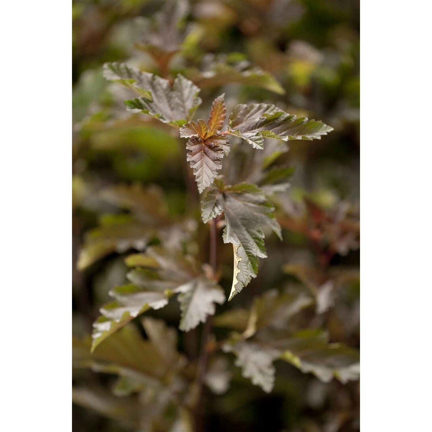 Physocarpus Opulifolius Red Baron Blasenspiere Rotlaubig 60–80 cm günstig online kaufen
