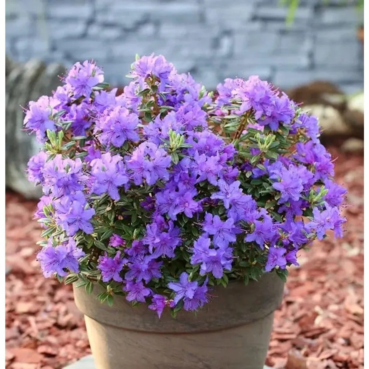 Zwerg Rhododendron Purple Pillow 30-40cm - Rhododendron russatum - Zwerg Alpenrose