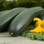 GROW by OBI Kletterzucchini mit gelber Blüte im Topf.