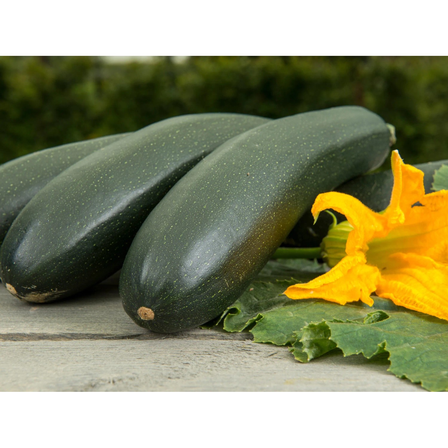 GROW by OBI Kletterzucchini mit gelber Blüte im Topf.