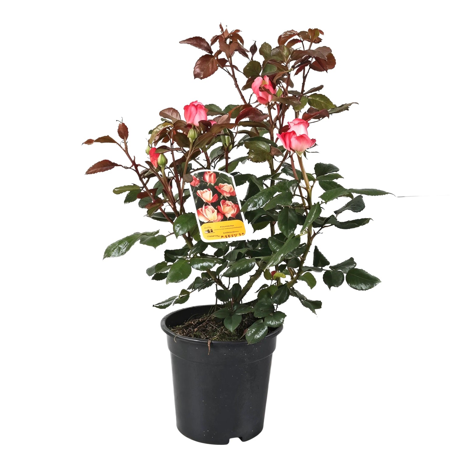 Beetrosen Rosa 30 - 50 cm 3 l kaufen bei OBI