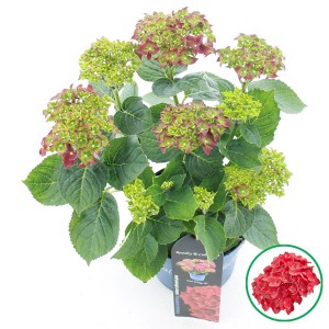Bauernhortensie Royalty Fire Wings im Topf, rote und grüne Blütenstände.