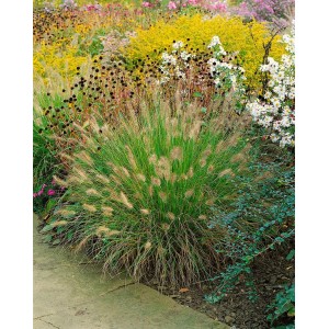 Lampenputzergras 'Weserbergland' im Garten: Ziergras mit filigranen Blütenständen.