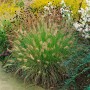 Lampenputzergras 'Weserbergland' im Garten: Ziergras mit filigranen Blütenständen.