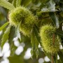 Esskastanie (Castanea Sativa) mit grünen, stacheligen Fruchthüllen und Blättern.