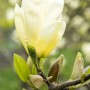 Nahaufnahme einer gelben Magnolie Brooklynensis Elizabeth Blüte am Baum.