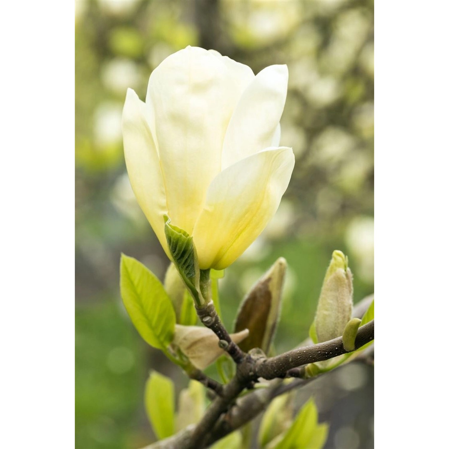 Magnolia Brooklynensis Elizabeth Magnolie Gelb 125–150 cm günstig online kaufen