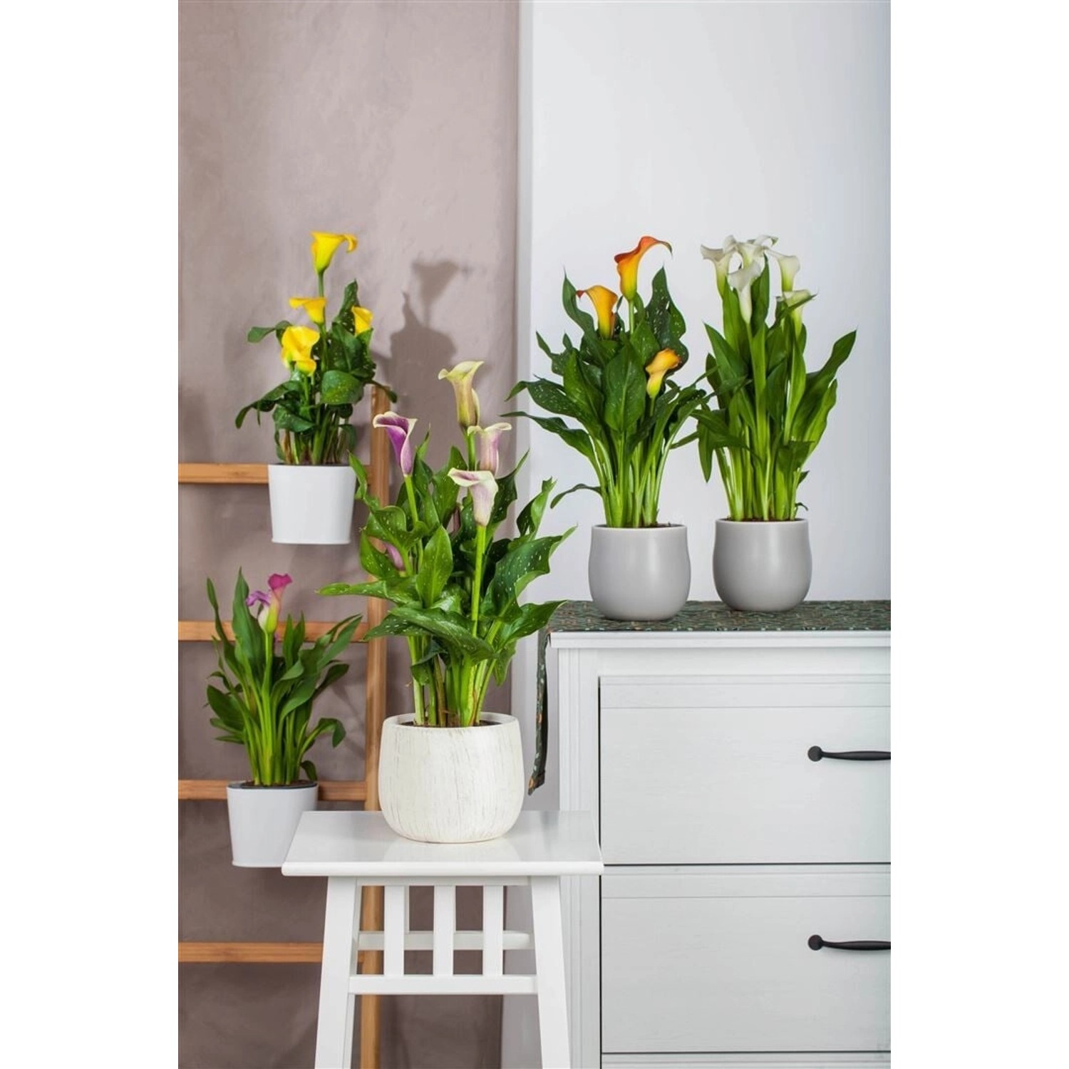 Zantedeschia Aethiopica Calla Ca. 9x9 cm Topf günstig online kaufen