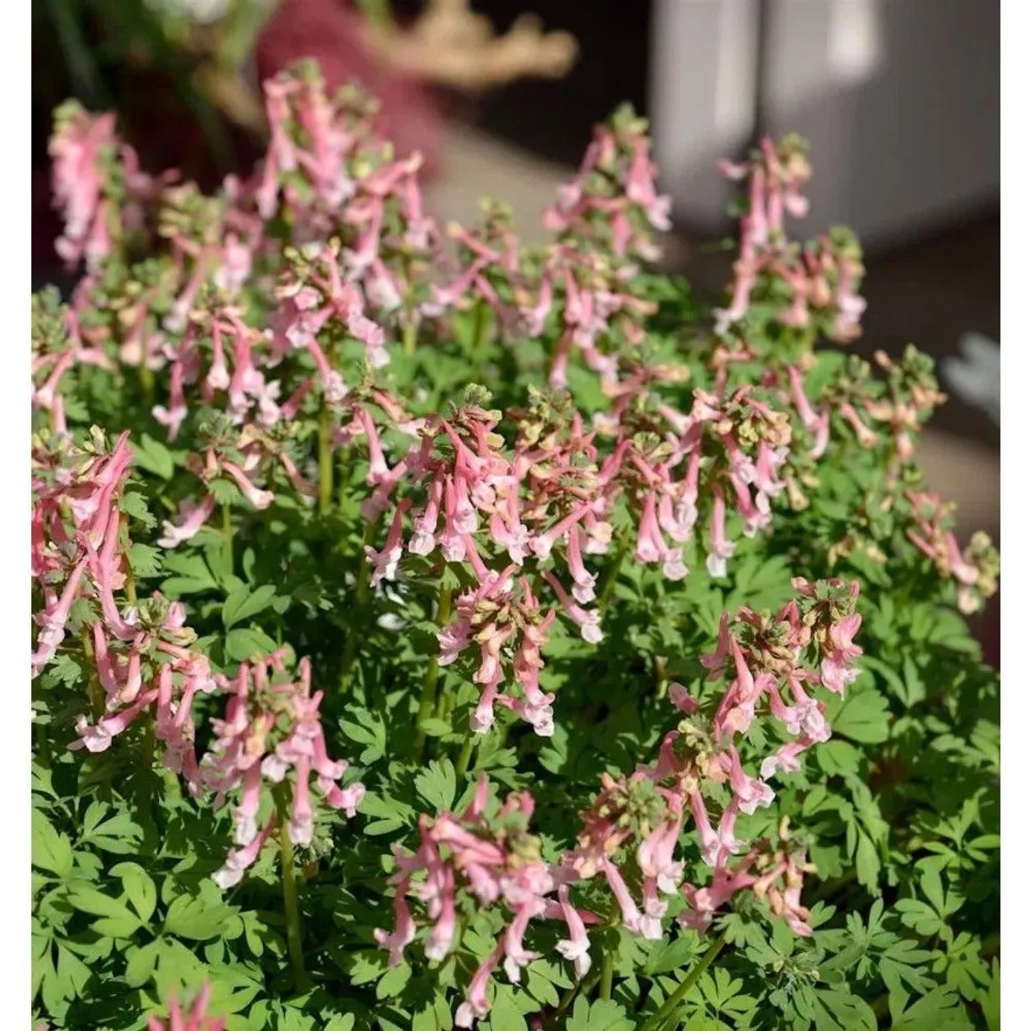 Gefingerter Lerchensporn - Corydalis solida_2