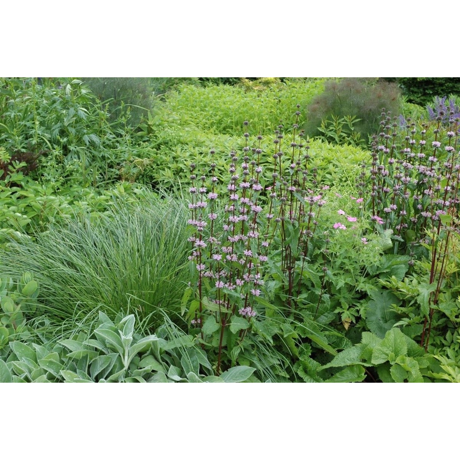Phlomis Tuberosa Knollenbrandkraut Ca. 9x9 cm Topf günstig online kaufen