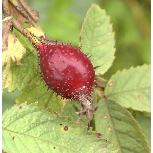 Frucht der Kriechrose (Rosa arvensis) mit Blättern im Detail.