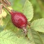 Frucht der Kriechrose (Rosa arvensis) mit Blättern im Detail.