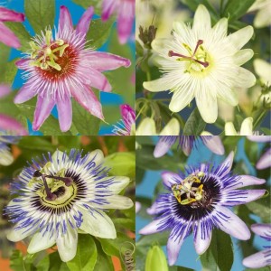 Exotenherz Kletterpflanzen Passionsblume Passiflora Rainbow 4er Set 11cm Topf