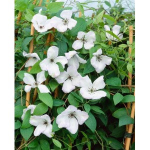 Blühende Clematis Viticella Alba Luxurians mit weiß-grünen Blüten und grünen Blättern.