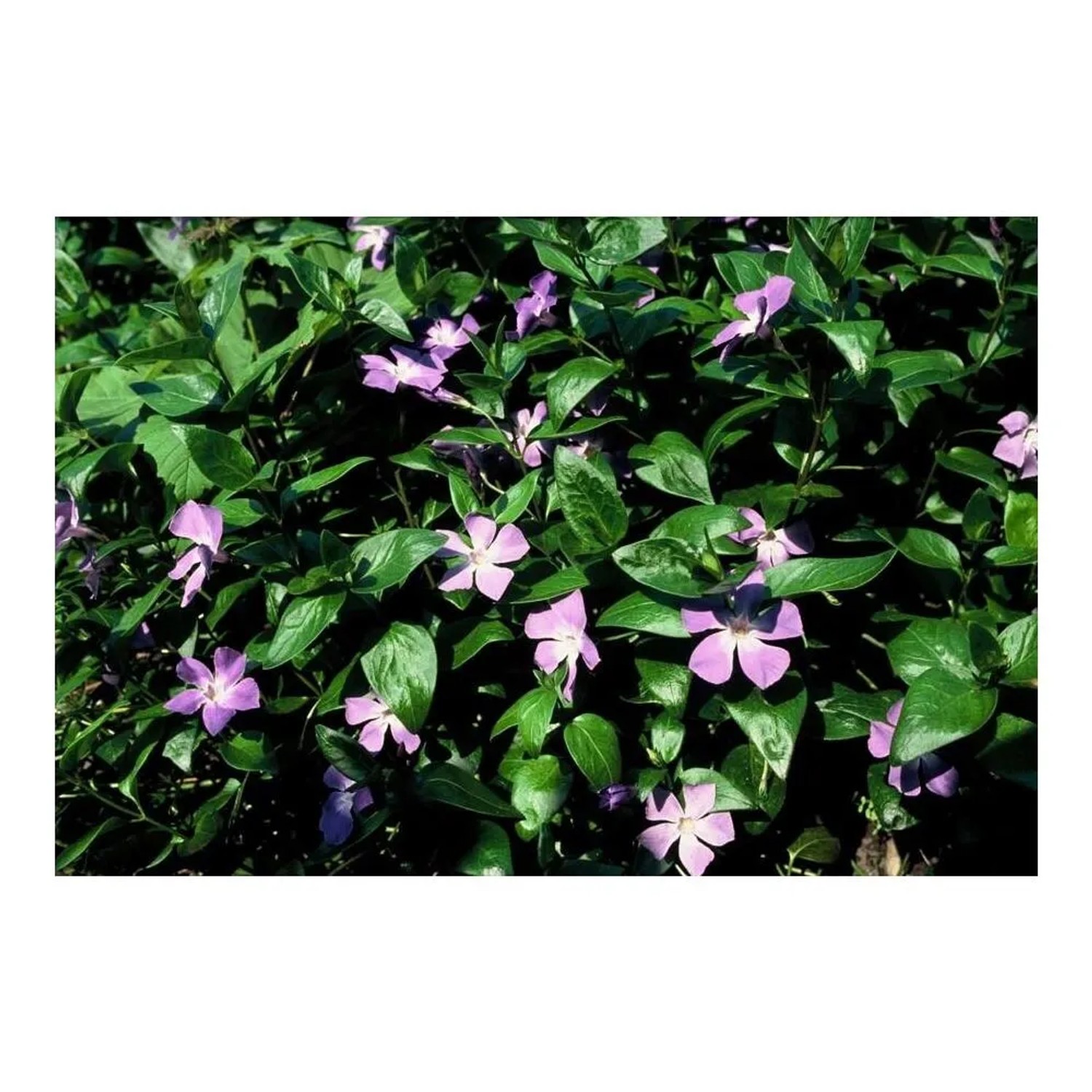 Vinca Minor – Immergrün Staude Im 9-cm-Topf – Blauer Bodendecker Für Halbschatten/Schatten