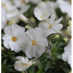 Nahaufnahme des weißen Teppich-Phlox 'Maischnee', einer blühenden Staude.