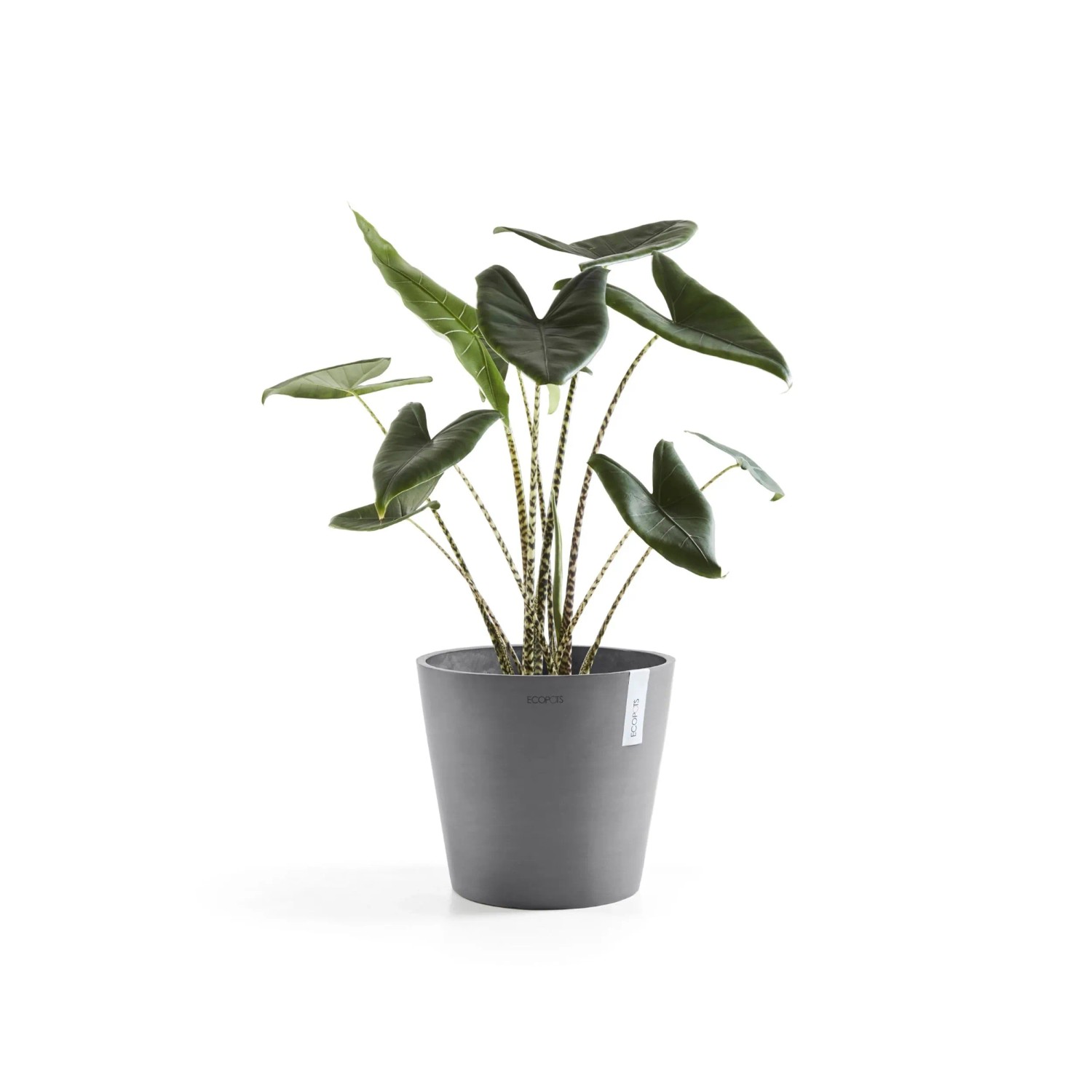 Grauer Ecopots Pflanztopf Amsterdam, Ø 40 cm, mit grüner Pflanze. Ideal für Innen- und Außenbereich.