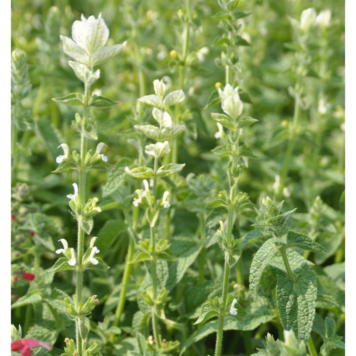 Wiesen Salbei Swan Lake - Salvia pratensis günstig online kaufen