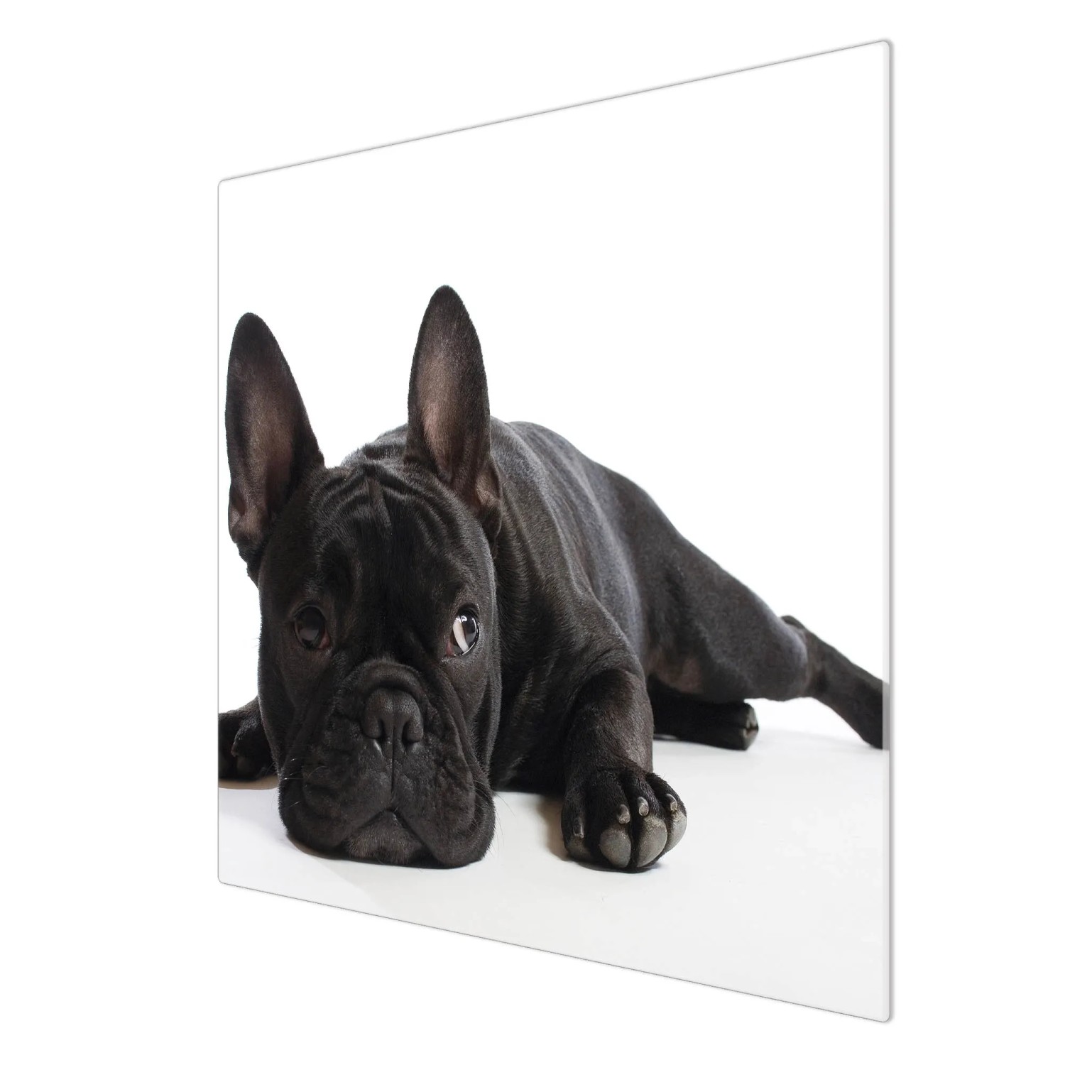 Banjado Herdabdeckplatte Aus Glas Mit Bulldogge-Motiv – 60x52cm Als Schneidebrett & Spritzschutz Für Ceranfeld