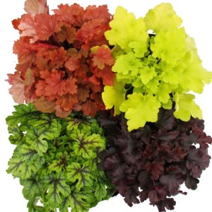 Winterharte Exotenherz Heuchera-Mix Indian Summer mit 4 Pflanzen in verschiedenen Farben.