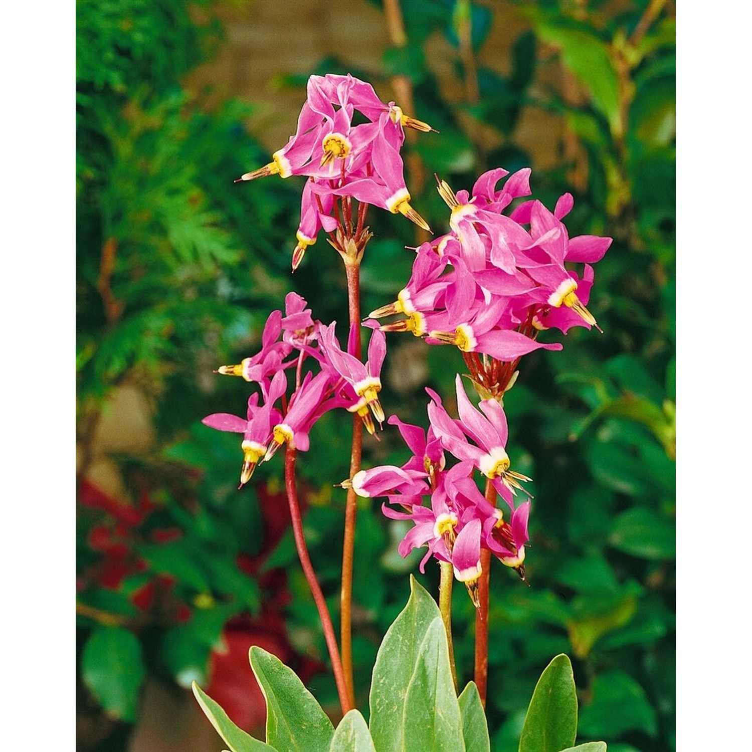 Dodecatheon Meadia Sternenprimel Ca. 9x9 cm Topf günstig online kaufen