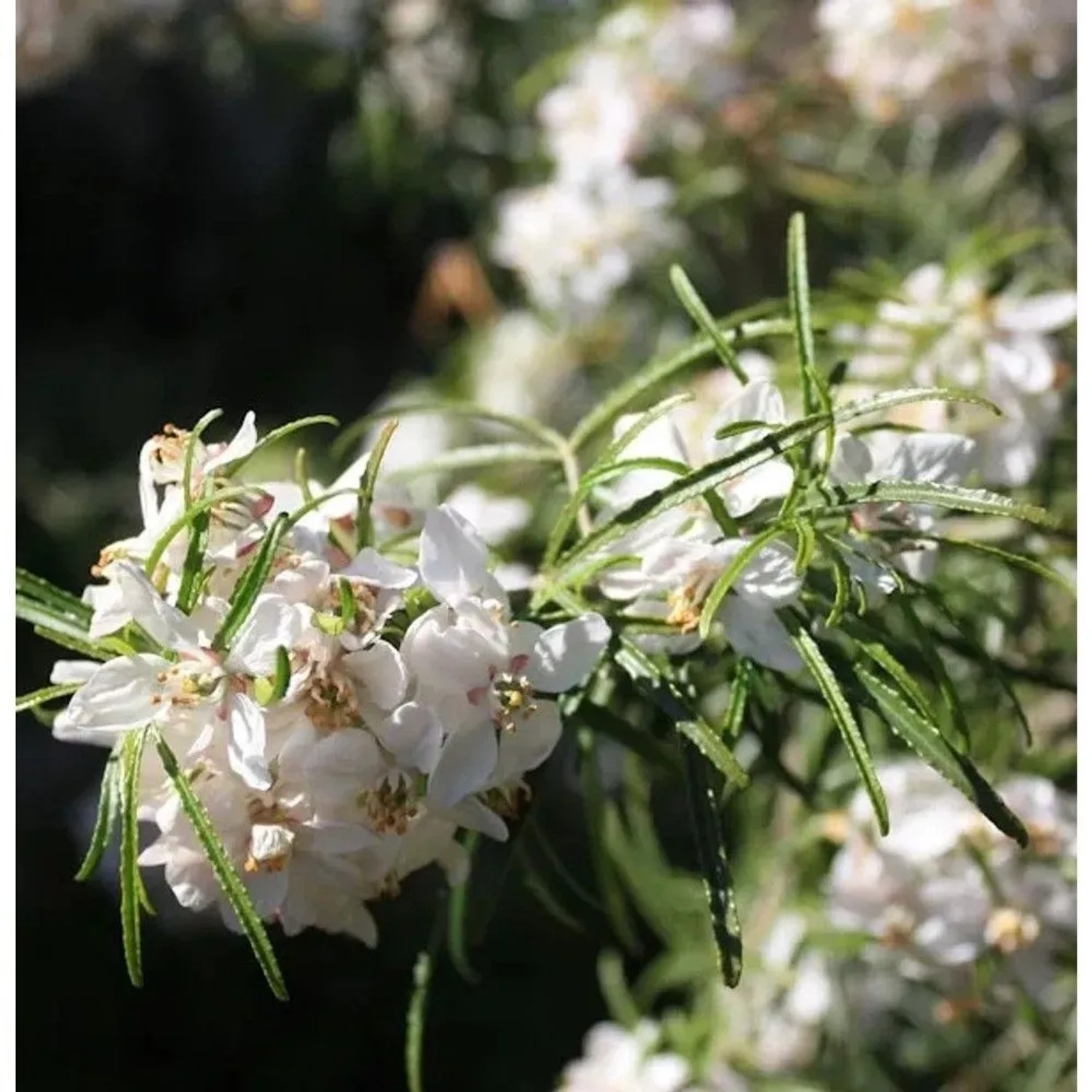 Orangenblume White Dazzler 30-40cm - Choisya ternata