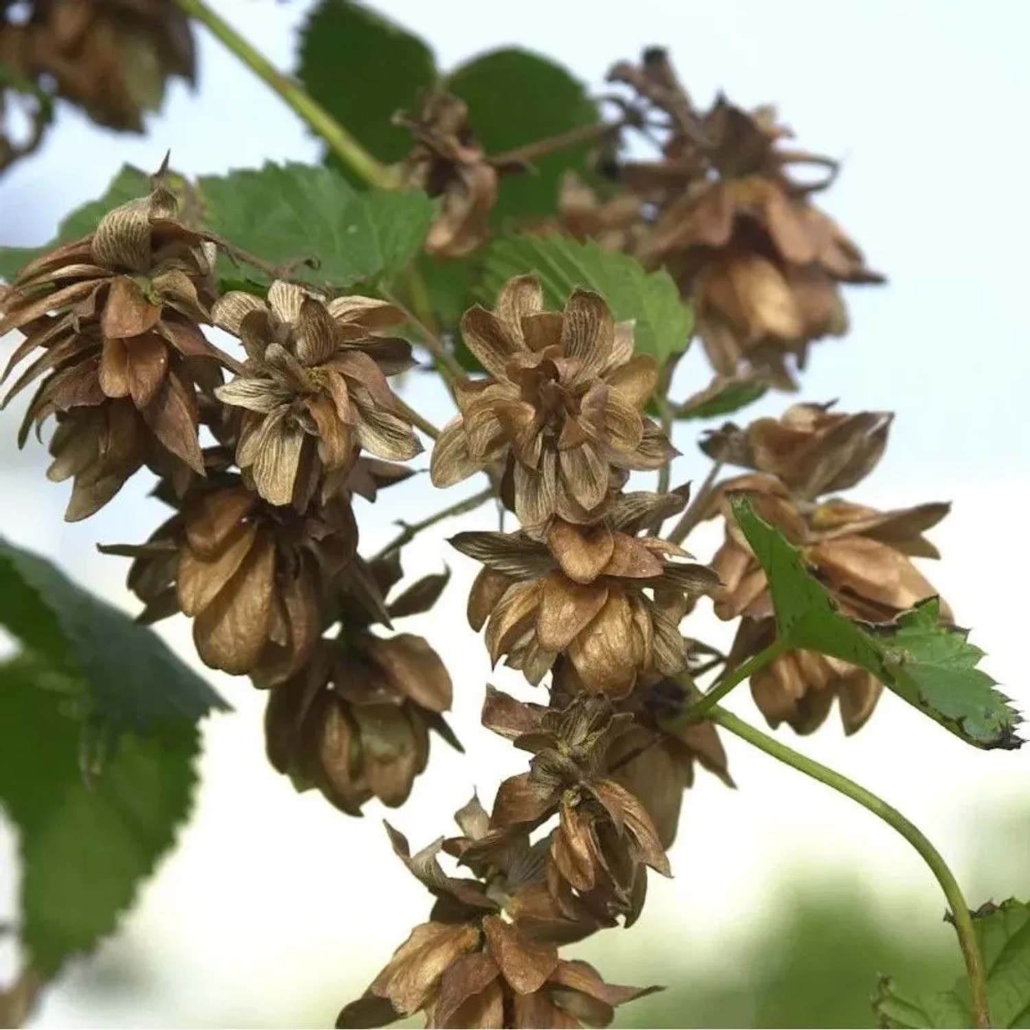Hopfen Pure 40-60cm - Humulus,upulus