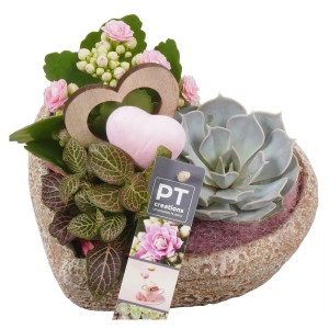 Zimmerpflanzen-Arrangement im Herz-Topf mit Kalanchoe, Fittonie und Echeverie.