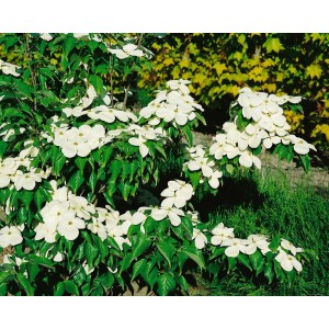 Blühender Blumen-Hartriegel (Cornus Florida) mit weißen Blüten und grünen Blättern.