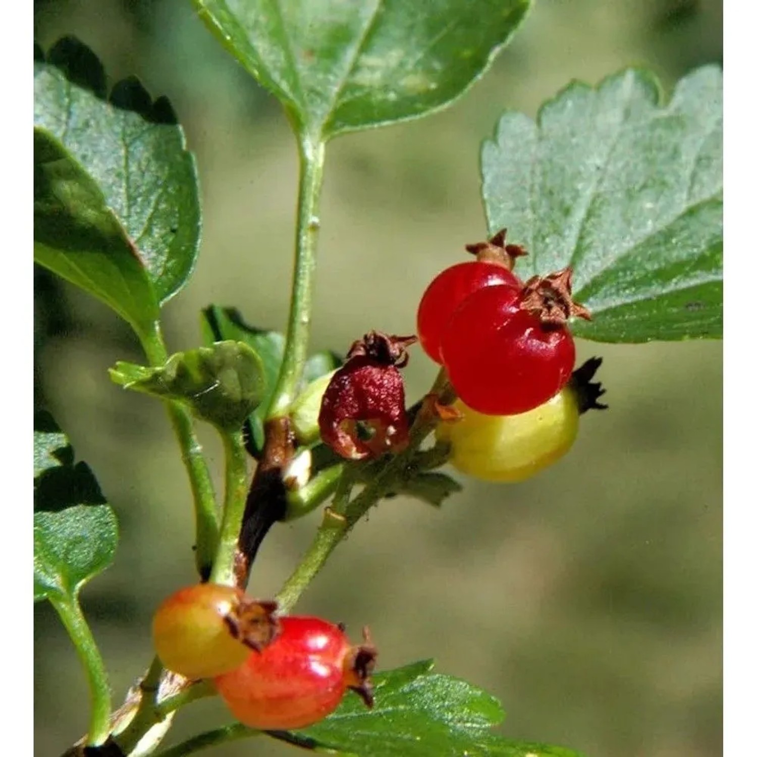 Alpen Johannisbeere 40-60cm - Ribes alpinum