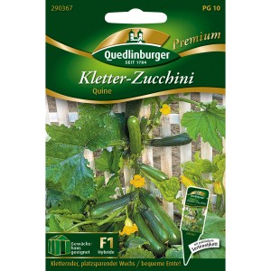 Samentüte Kletter-Zucchini Quine von Quedlinburger, Zucchini an Rankhilfe mit gelben Blüten.