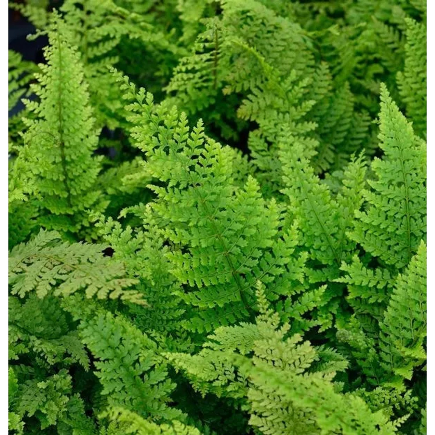 Weicher Schildfarn Herrenhausen - großer Topf - Polystichum setiferum