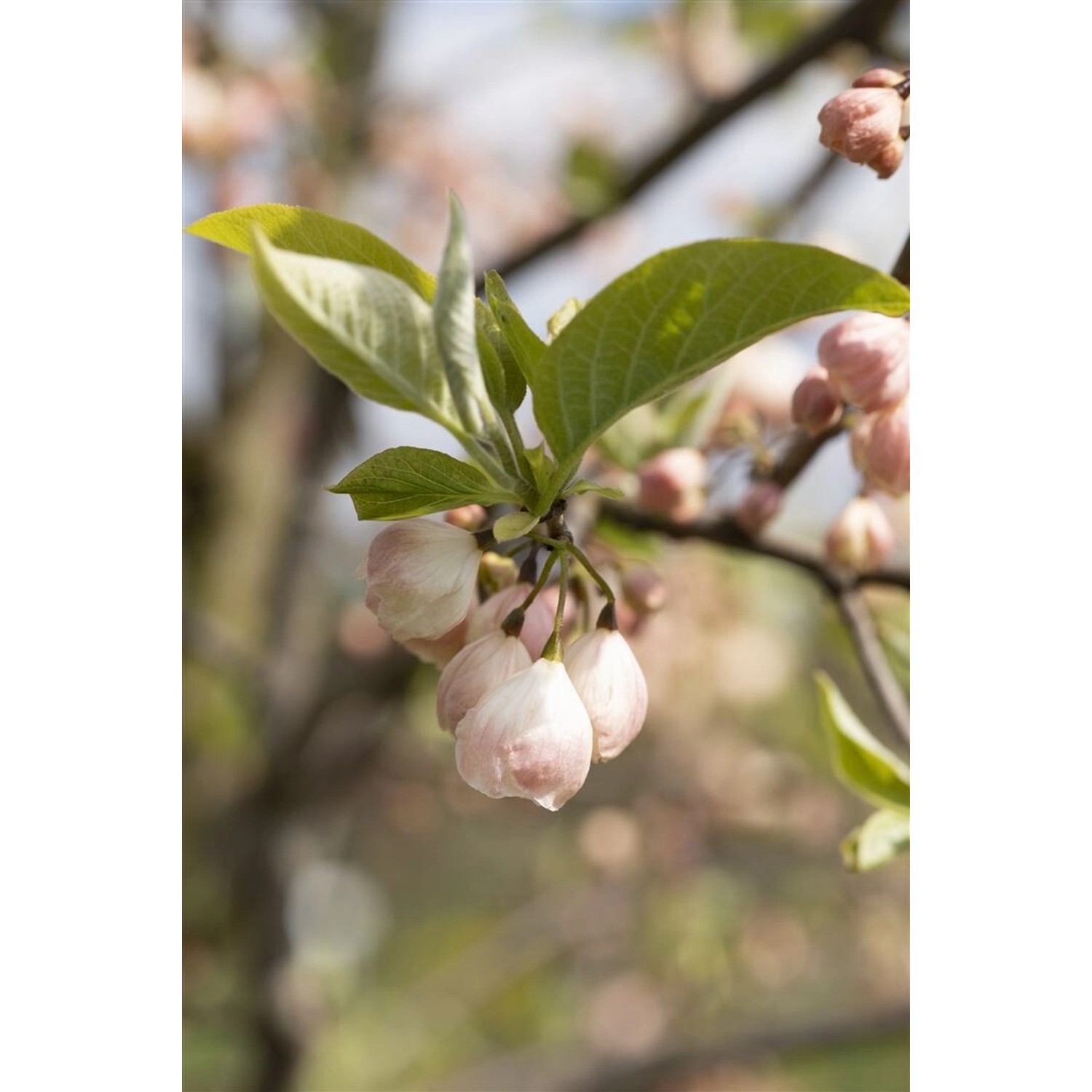 Halesia Carolina Schneeglöckchenbaum 60–80 cm Weiße Blüten günstig online kaufen