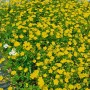 Blühendes Gold-Fingerkraut (Potentilla Aurea) im Topf, leuchtend gelbe Blüten, ideal als Bodendecker.