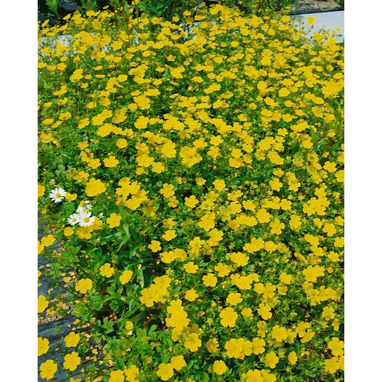 Blühendes Gold-Fingerkraut (Potentilla Aurea) im Topf, leuchtend gelbe Blüten, ideal als Bodendecker.