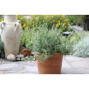 Blu Bio-Estragon im Topf (Ø 12cm) auf Steinboden, mit Deko-Amphore im Hintergrund.