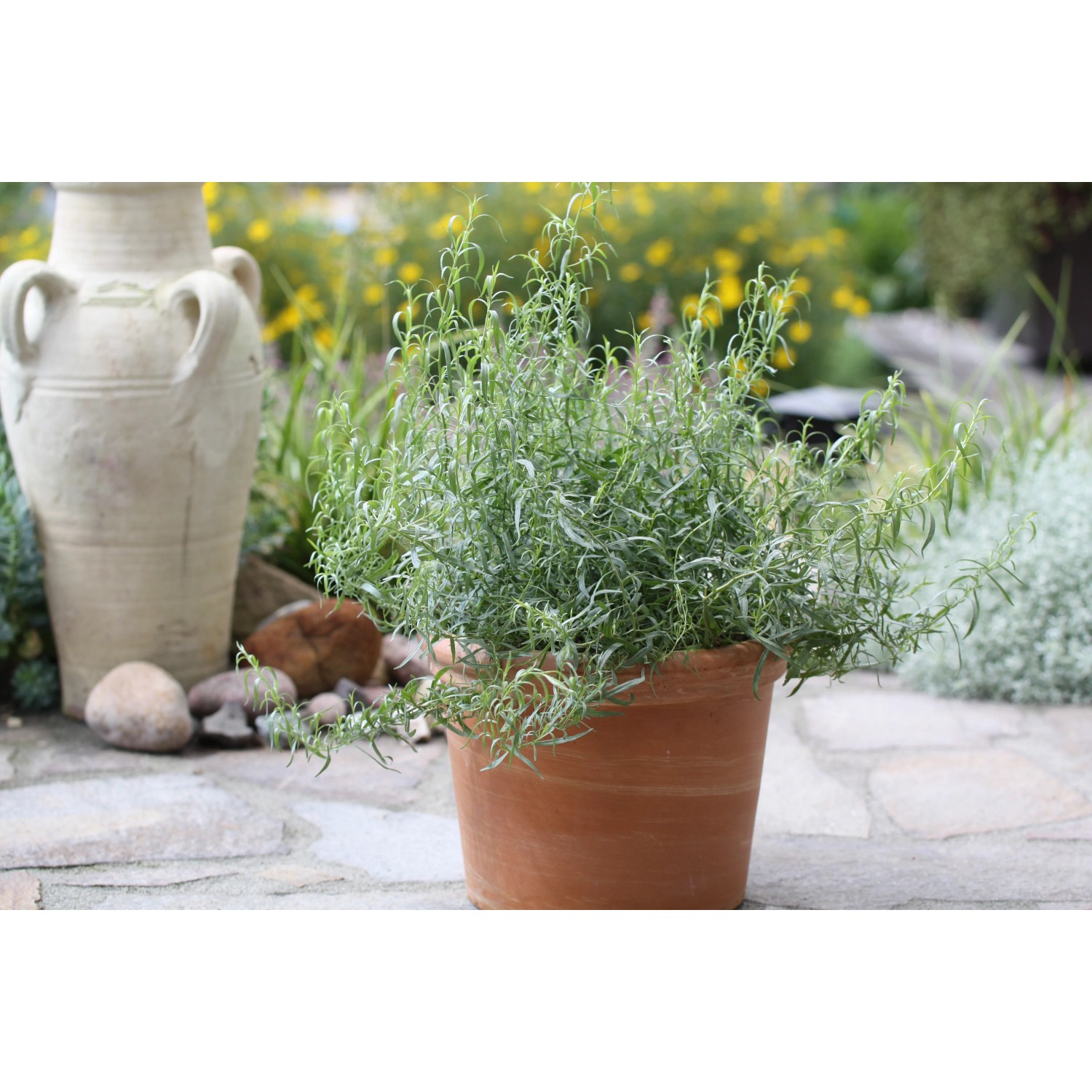 Blu Bio-Estragon im Topf (Ø 12cm) auf Steinboden, mit Deko-Amphore im Hintergrund.
