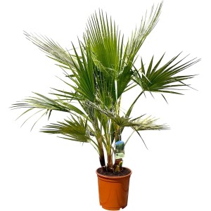 Mehrstämmige Palme Washingtonia Robusta (140-160cm) im Topf, eine exotische Fächerpalme.