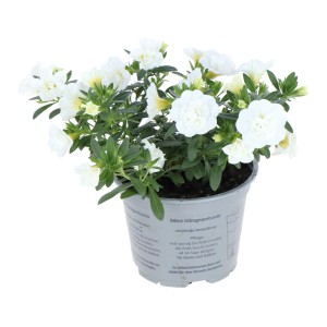 GROW by OBI Zauberglöckchen Double White im Topf, weiße Sommerblume für Beet und Balkon.