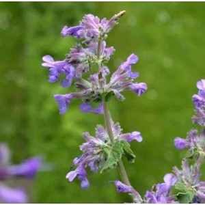 Blühende Katzenminze 'Dropmore' (Nepeta faassenii) im Detail.