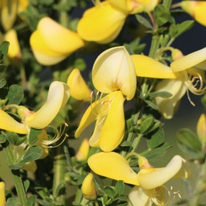 Edelginster 'Luna' Cytisus 40 bis 60 cm im Container Kompakt Wachsend